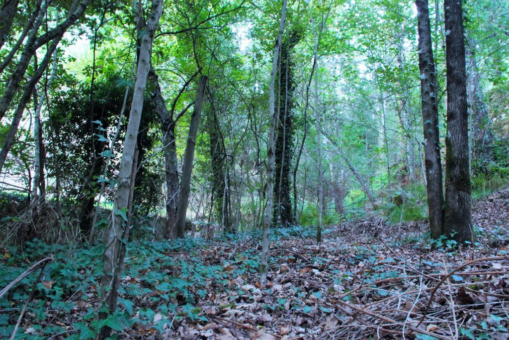 Eco Camping Juncal Marco de Canavezes Exterior foto